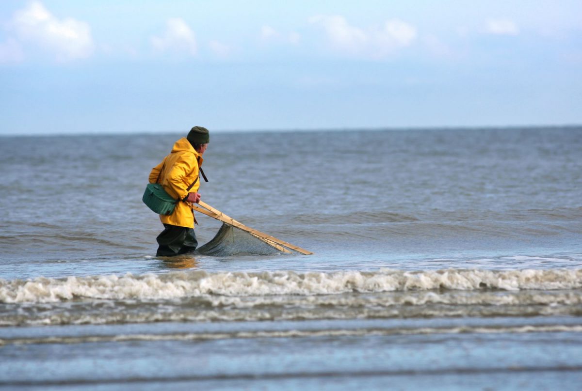 Pêche à pied dans la mer, Normandie