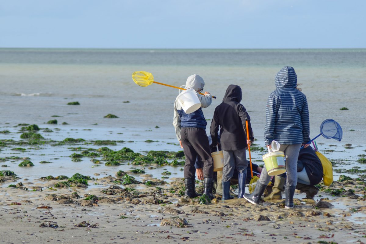 Sortie pêche à pied à Hermanville sur mer @Caen la mer Tourisme