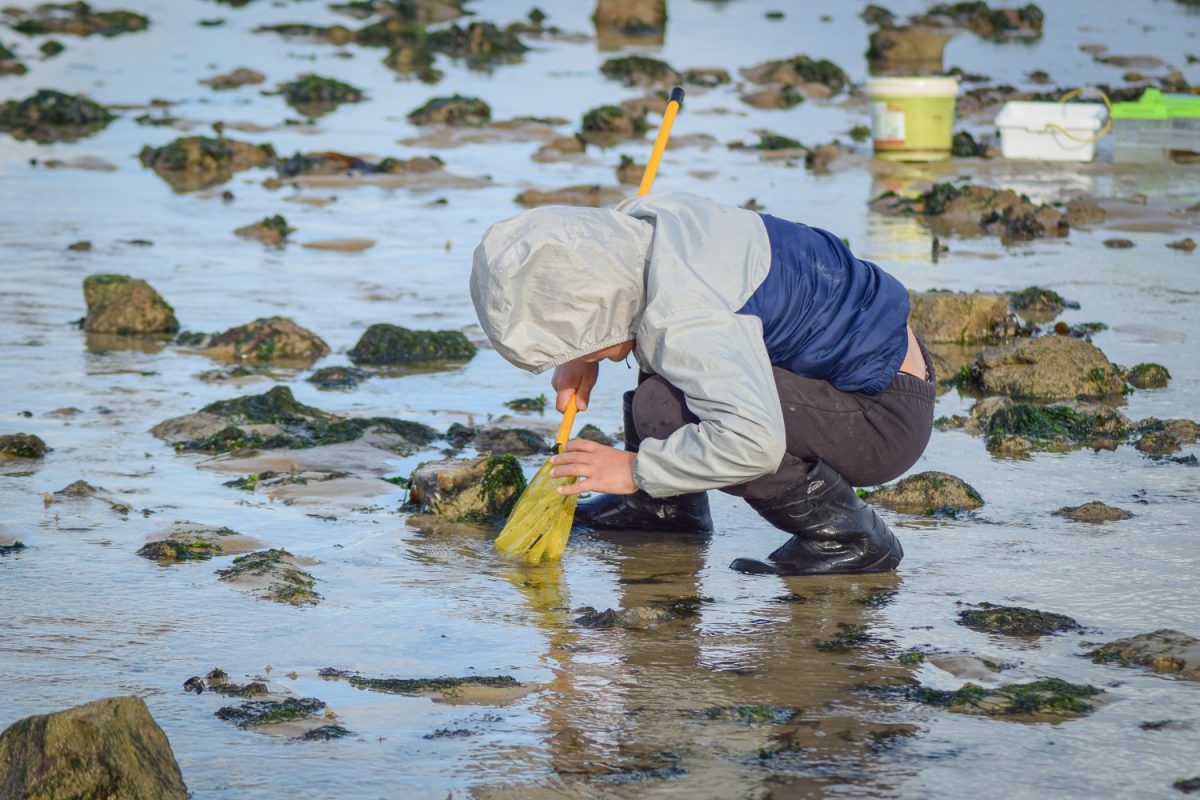 Enfant qui pêche à pied à Hermanville sur mer @Caen la mer Tourisme