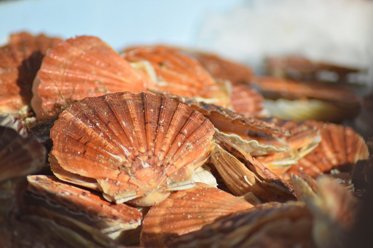 Fête de la Coquille et des produits de la mer à Ouistreham