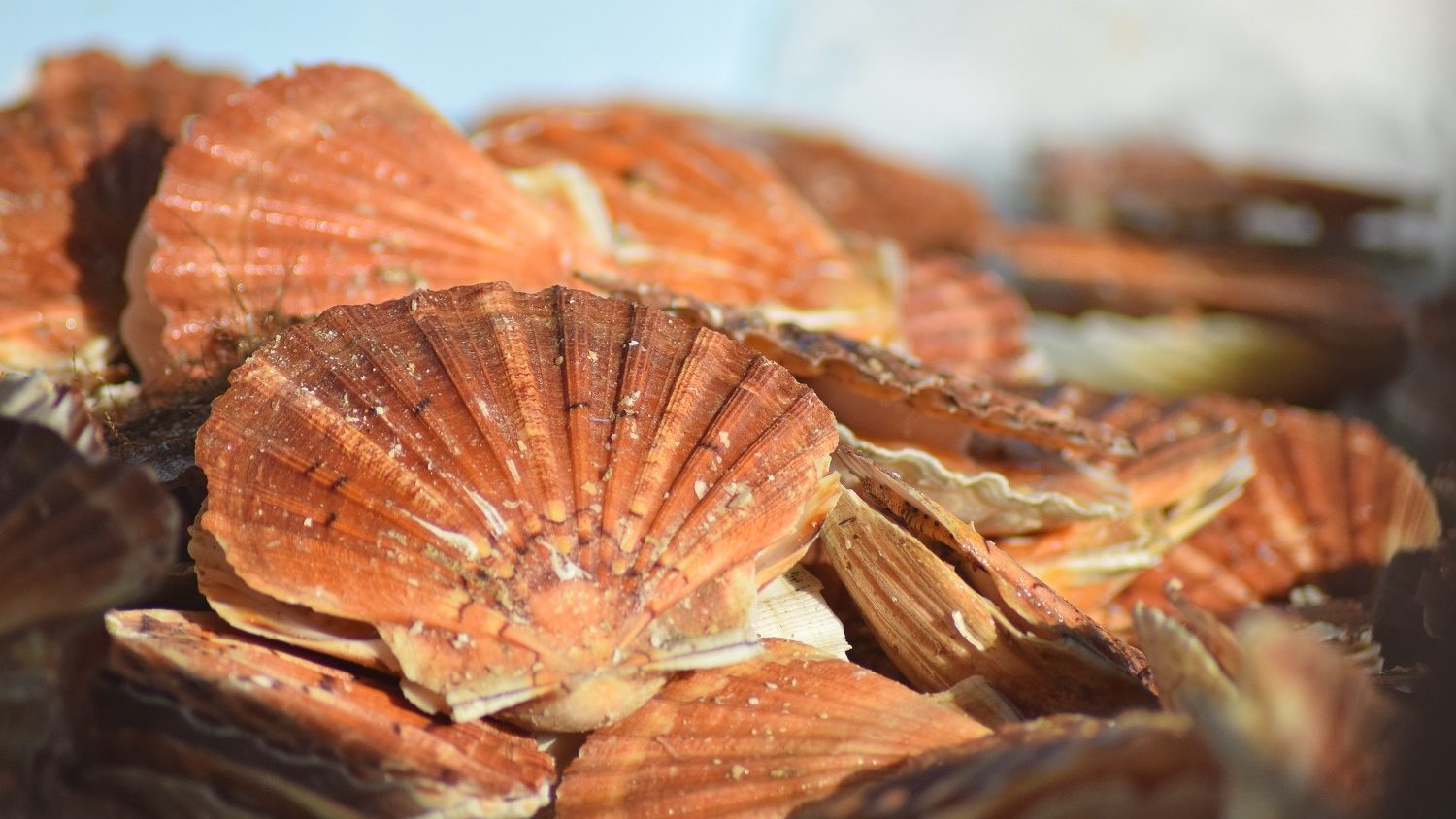Sous les vagues et dans l’assiette : la Coquille en vedette