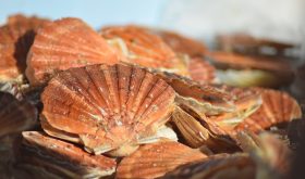Sous les vagues et dans l'assiette : la Coquille en vedette