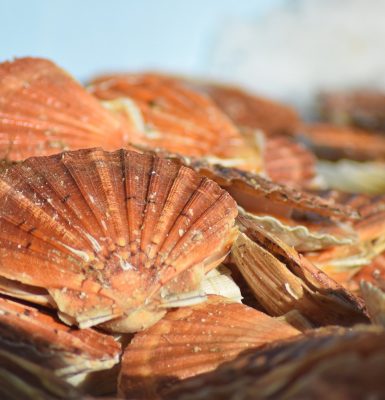 Sous les vagues et dans l’assiette : la Coquille en vedette
