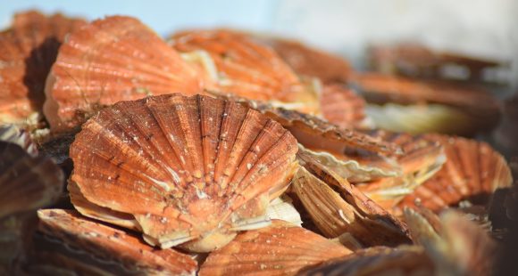 Sous les vagues et dans l’assiette : la Coquille en vedette