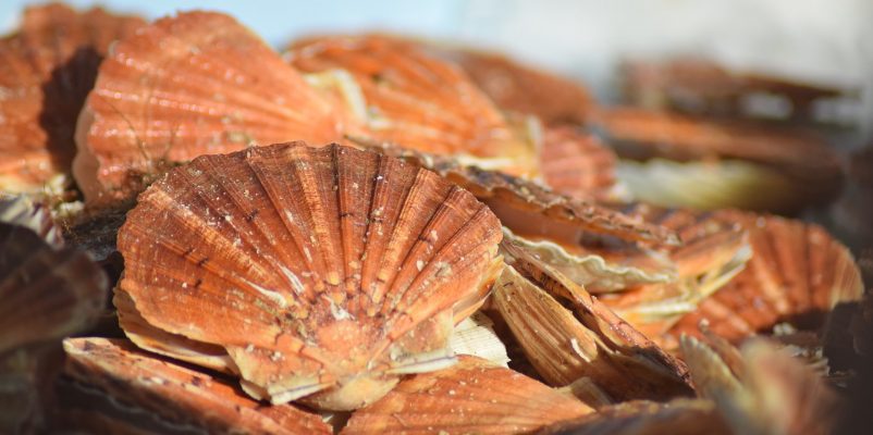 Fête de la Coquille et des produits de la mer à Ouistreham