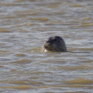 Phoque dans l'estuaire de l'Orne