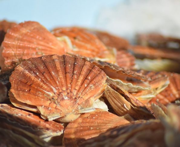 La fête de la coquille