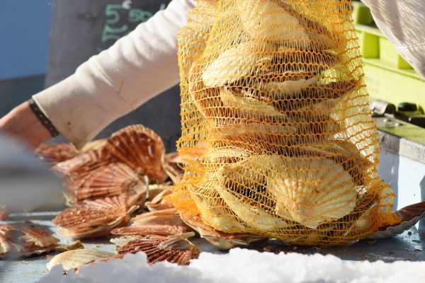 Coquilles Saint Jacques