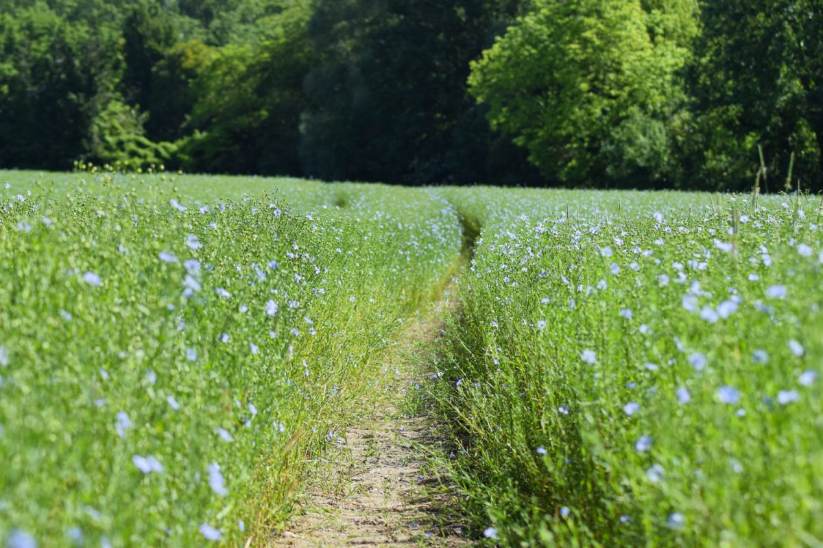 Champs de lin