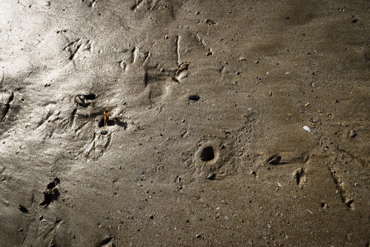 Sortie pêche à pied
