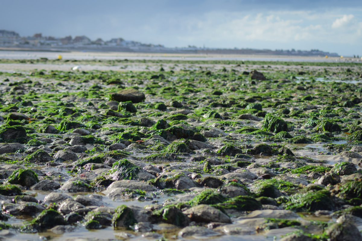 Sortie pêche à pied