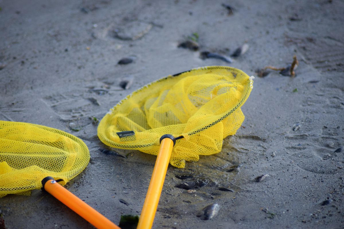 Sortie pêche à pied épuisettes