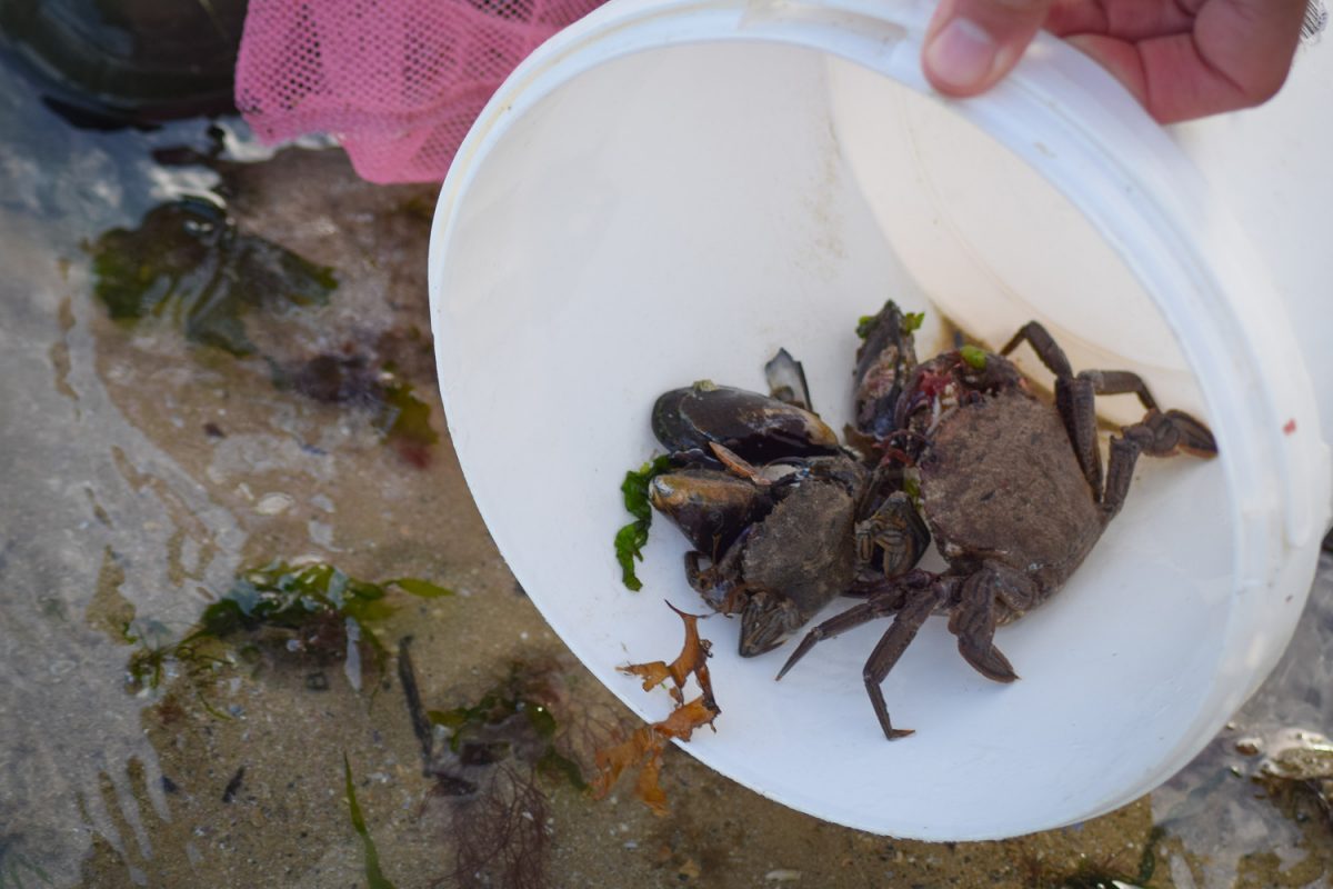 Sortie pêche à pied