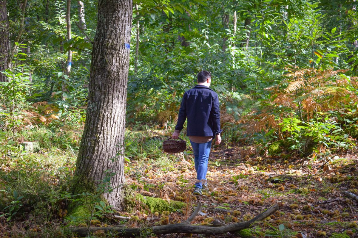 Cueillette de champignons dans la forêt de Grimbosq