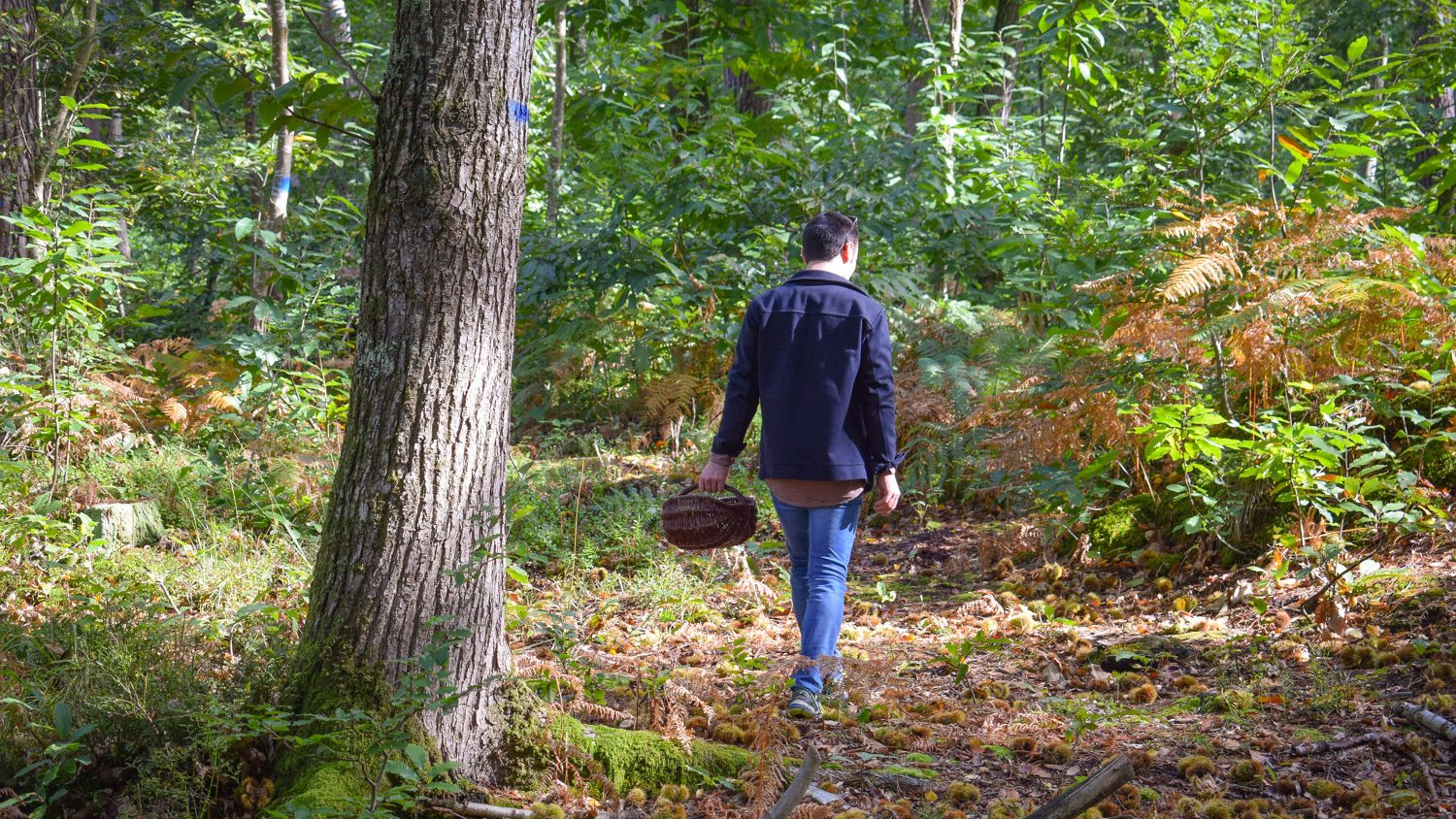 498500-sortie_cueillette_de_champignons_en_foret_de_grimbosq-caen_la_mer_tourisme___alix_jonet-1500px