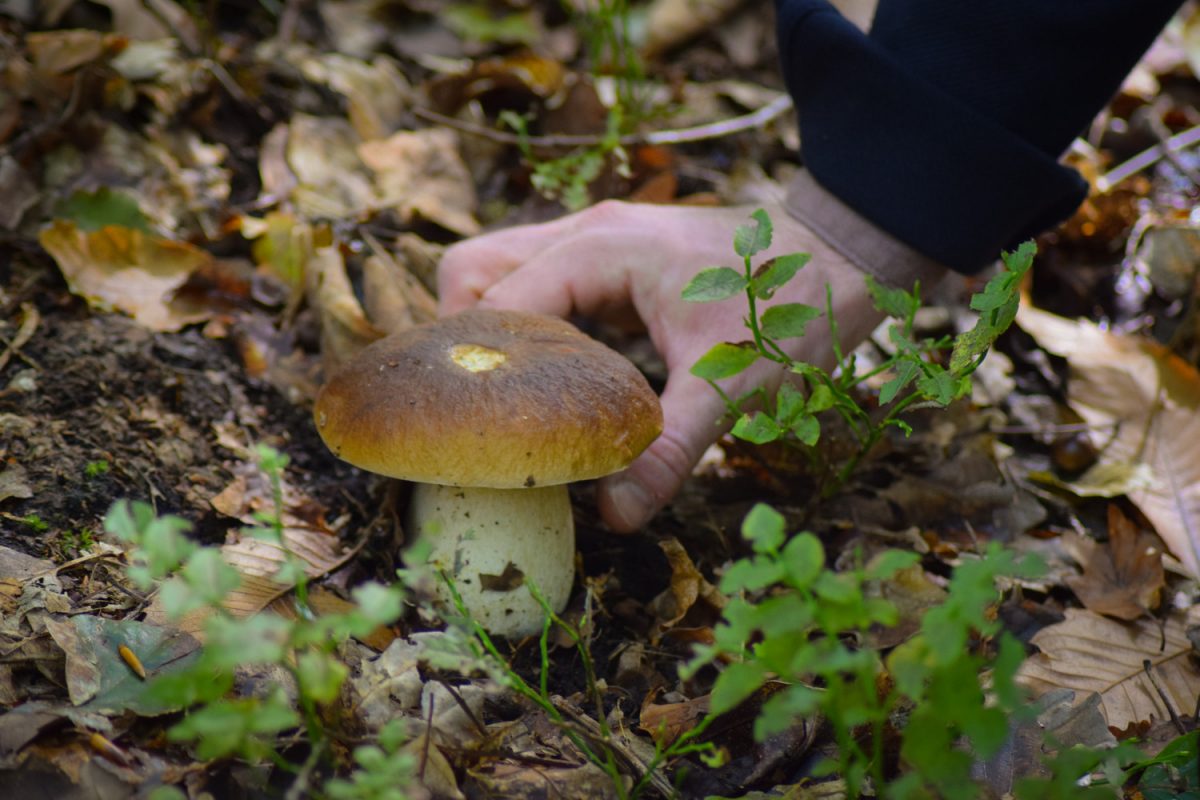 Cueillette de champignons