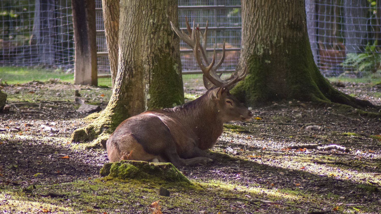 498506-cerf_dans_le_parc_animalier_de_la_foret_de_grimbosq-caen_la_mer_tourisme___alix_jonet-1500px