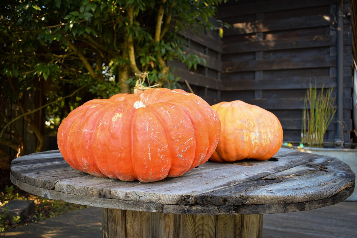 Citrouilles à la ferme de Billy