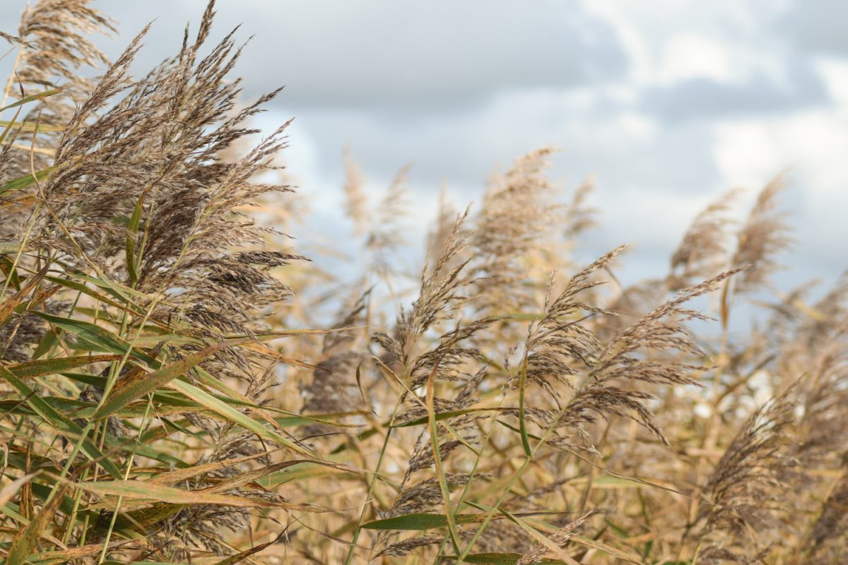  l'Estuaire de l'Orne 