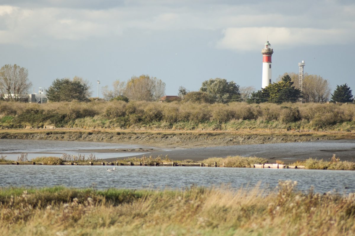 Observer les phoques dans l'Estuaire de l'Orne 
