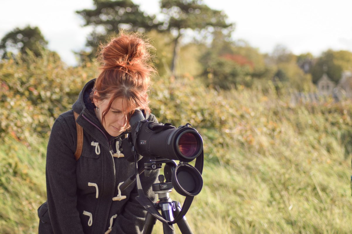 Observer les phoques dans l'Estuaire de l'Orne 