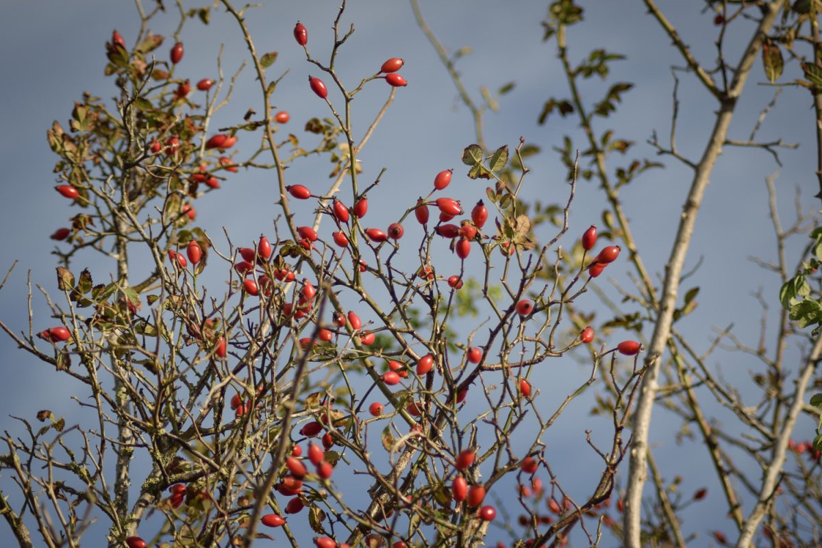 Faune et Flore de l'Estuaire de l'Orne 