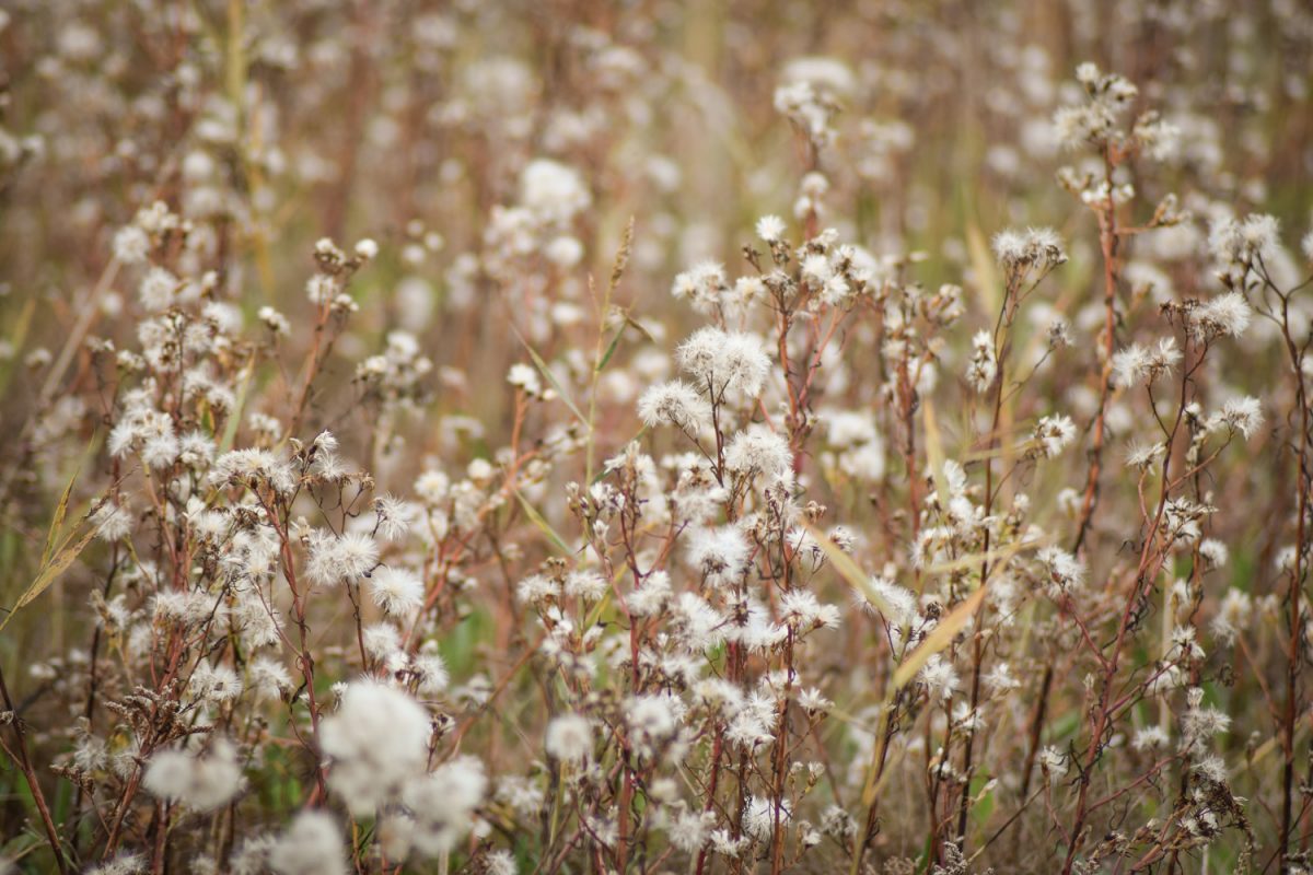 Faune et Flore de l'Estuaire de l'Orne 
