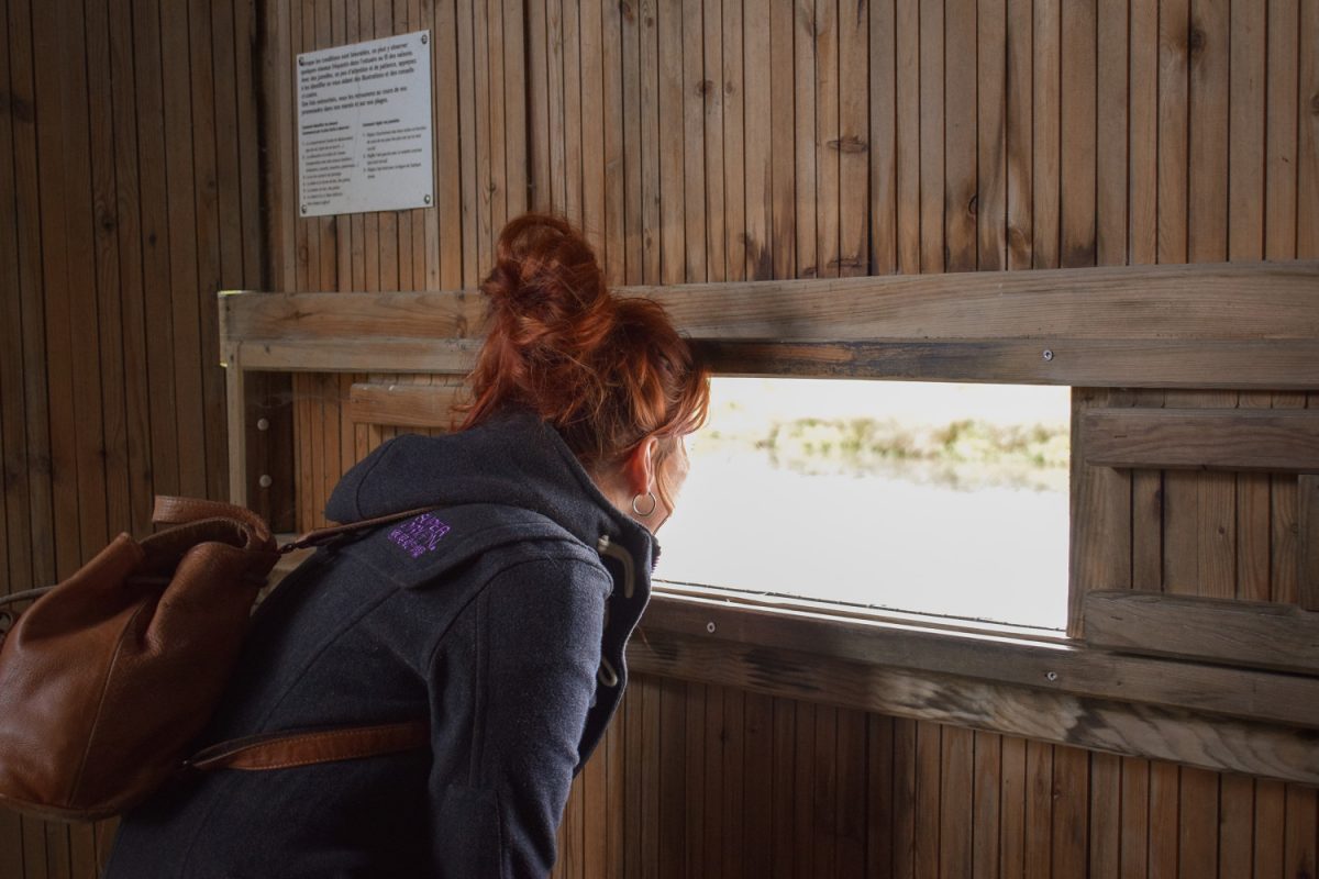 Observer les phoques dans l'Estuaire de l'Orne