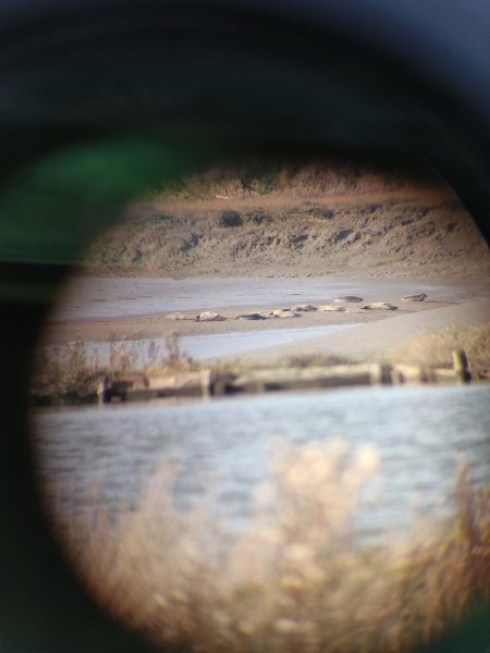Les phoques dans l'Estuaire de l'Orne