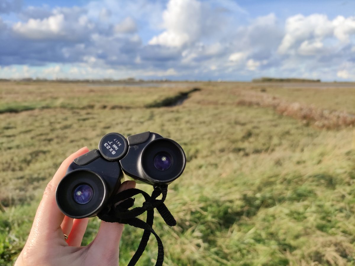 Faune et Flore de l'Estuaire de l'Orne 
