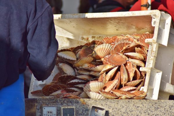 Fête de la Coquille à Ouistreham