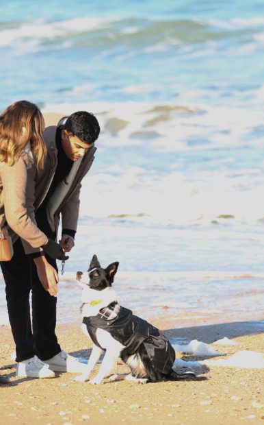 Activités et loisirs à partager avec son chien à Caen la mer