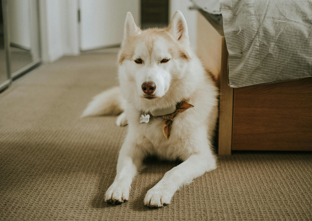 Chien à l'hôtel