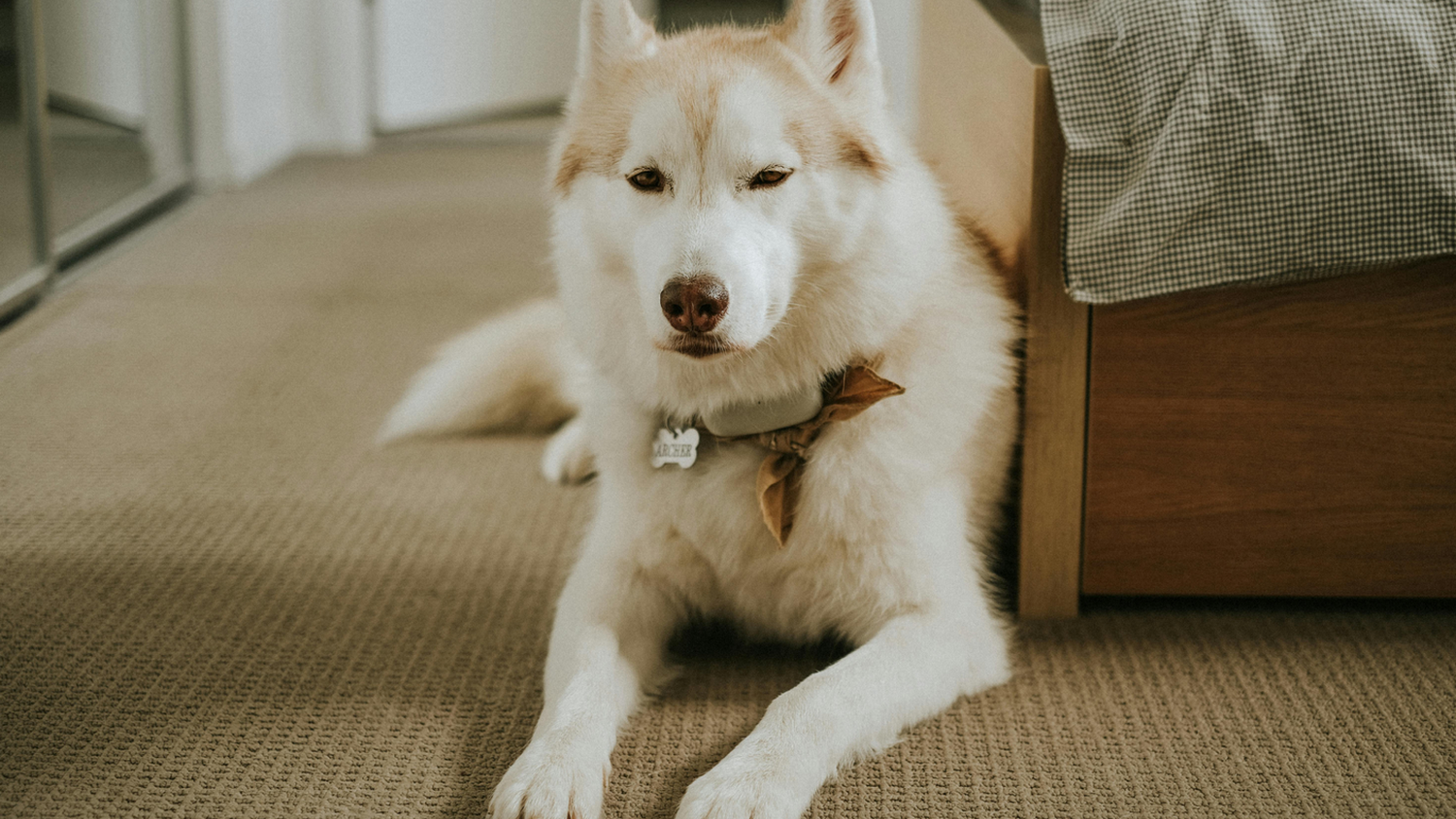 Où trouver un hébergement acceptant les chiens à Caen la mer ?
