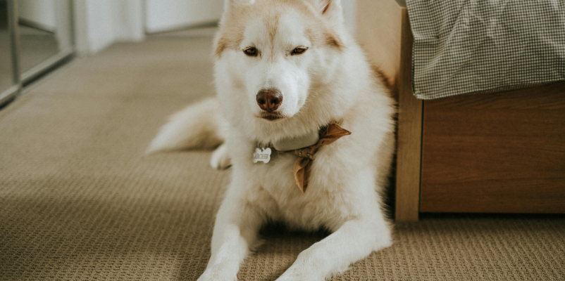 Où trouver un hébergement acceptant les chiens à Caen la mer ?