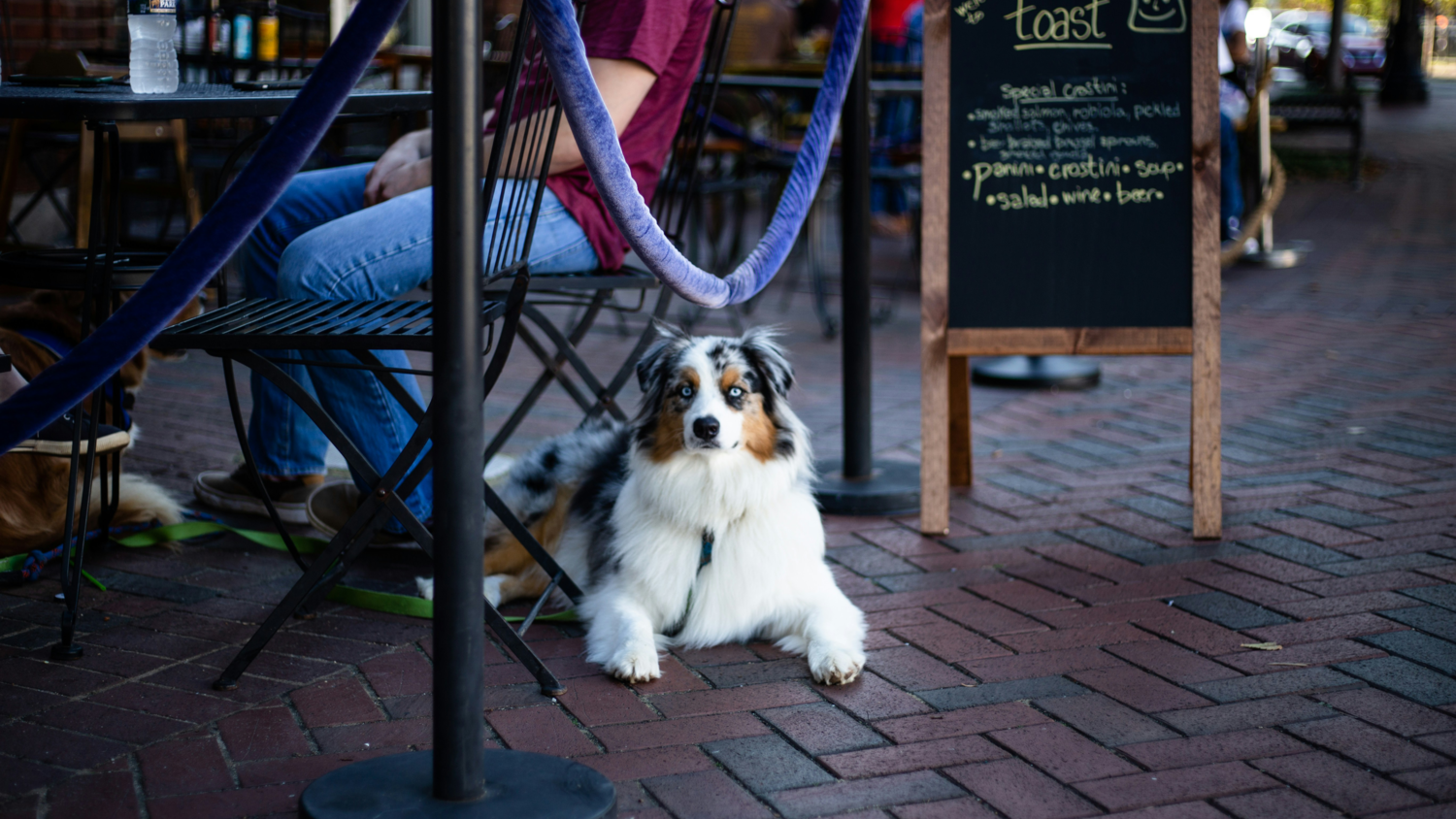 Où trouver un restaurant acceptant les chiens à Caen la mer ?