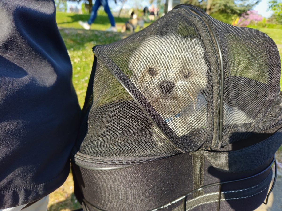 Vélo avec son chien
