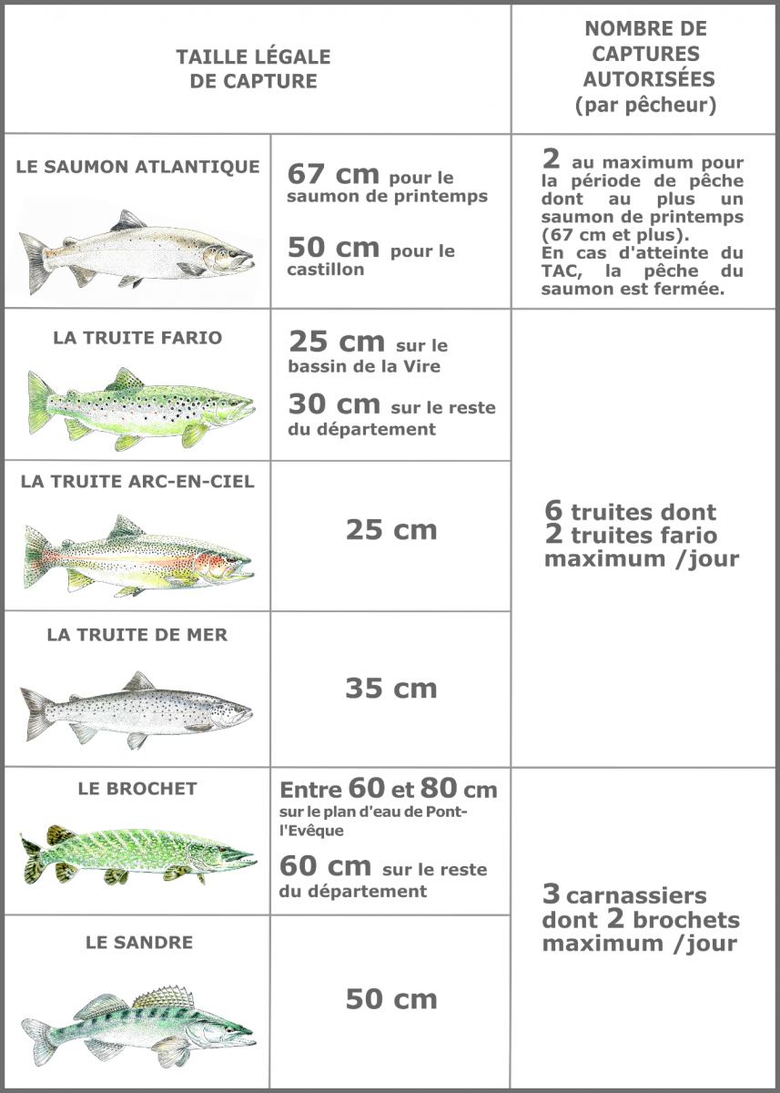 Taille de capture pour la pêche