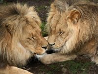Zoo de Jurques