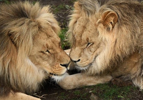 Lions_AndreCambien