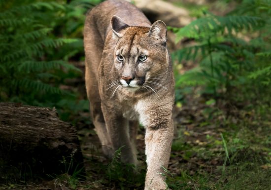 Puma_MaxRaw