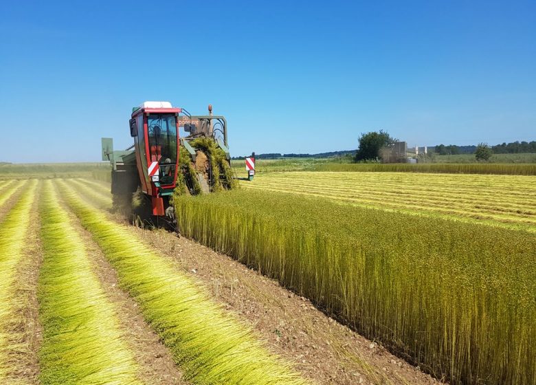 ferme-saint-vaast-arrachage-du-lin