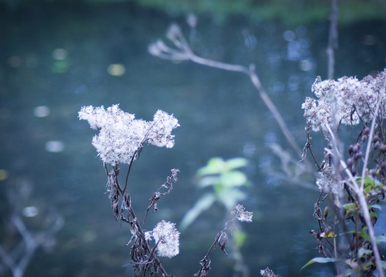 26 mai-Flore_au_Parc_de_Biez__Mondeville-Caen_la_mer_Tourisme___Alix_JONET