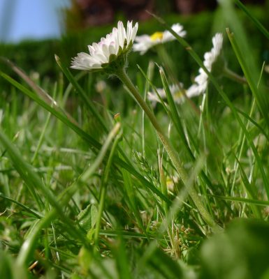 La fête du printemps à la Pierre Heuzé !
