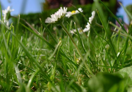 28267-Paquerettes-Ville_de_Caen-1500px