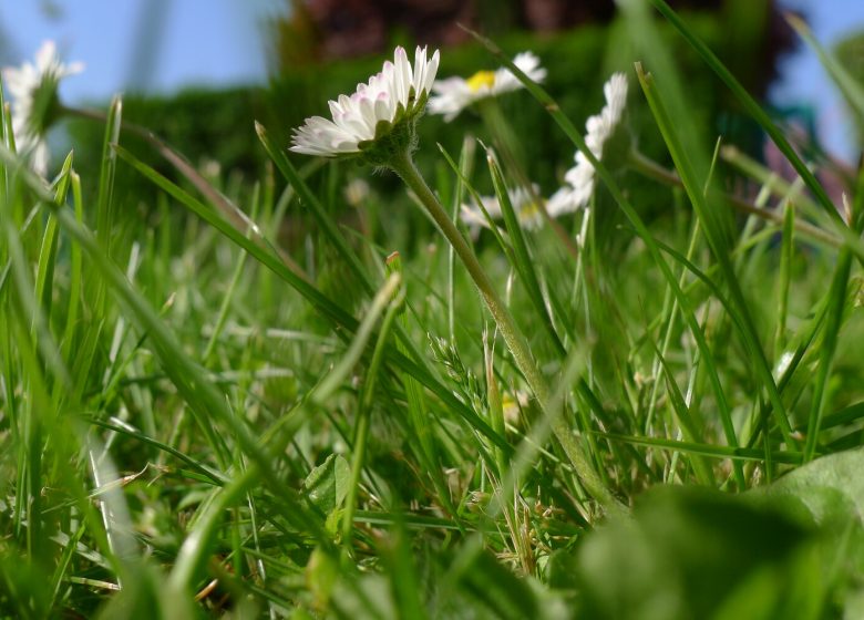 28267-Paquerettes-Ville_de_Caen-1500px