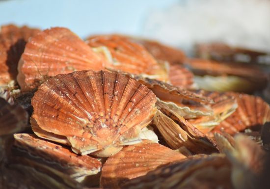 298464-Fete_de_la_Coquille_et_des_produits_de_la_mer_a_Ouistreham-Caen_la_mer_Tourisme___Alix_JONET-1200px
