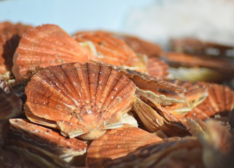 298464-Fete_de_la_Coquille_et_des_produits_de_la_mer_a_Ouistreham-Caen_la_mer_Tourisme___Alix_JONET-1200px