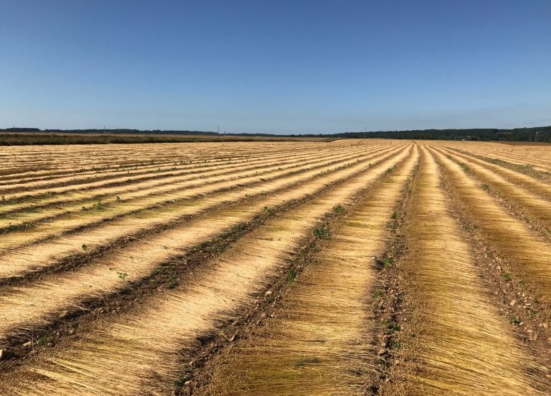 301147-Rouissage_du_lin-Ferme_Saint_Vaast_-_Fibre_de_Lin-1500px