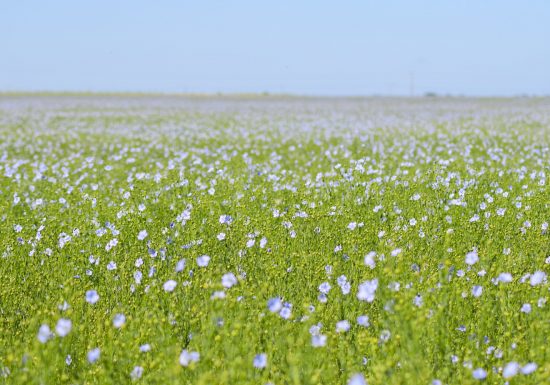 494126-Champ_de_Lin_fleuri_-_Ferme_Saint_Vaast-Caen_la_mer_Tourisme___Alix_JONET-1500px
